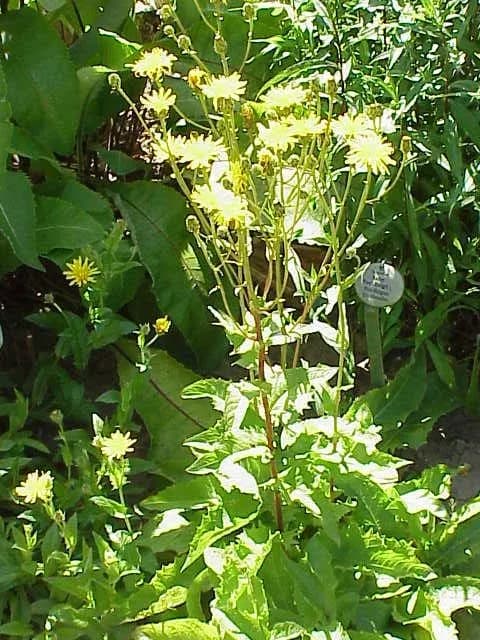 CREPIS SIBIRICA FLOWER/LEAF/STEM EXTRACT 대표 사진
