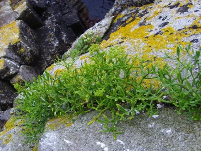 CRITHMUM MARITIMUM FLOWER/LEAF/SEED/STEM WATER 대표 사진