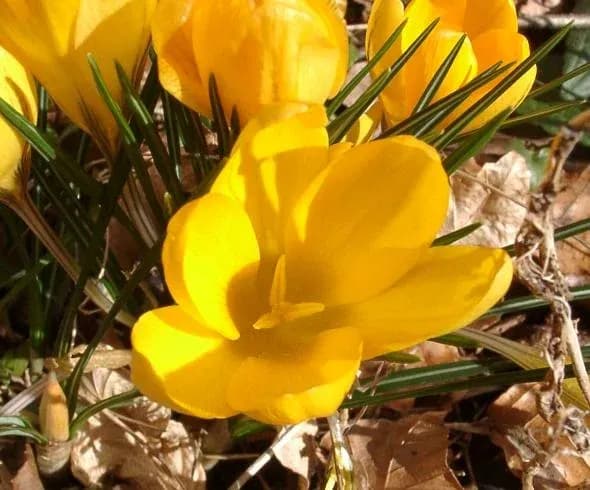 CROCUS CHRYSANTHUS BULB EXTRACT 대표 사진