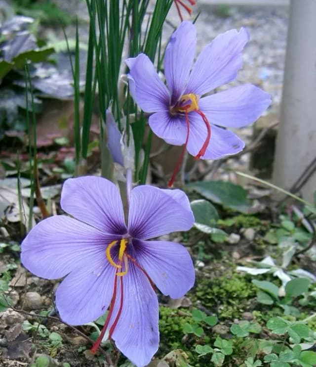 CROCUS SATIVUS MERISTEM CELL EXTRACT 대표 사진