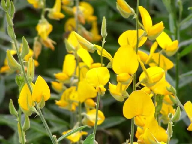 CROTALARIA JUNCEA FLOWER EXTRACT 대표 사진