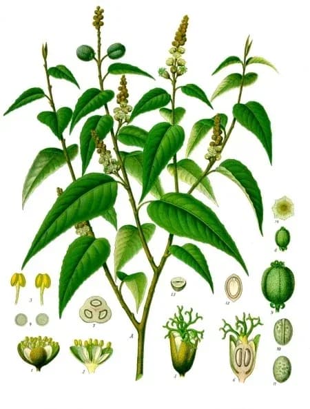 CROTON ELUTERIA FLOWER/LEAF FERMENTED OIL 대표 사진