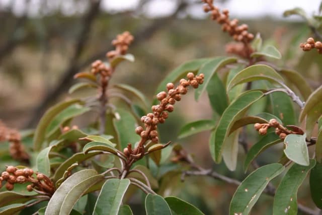 CROTON GRATISSIMUS SEED EXTRACT 대표 사진