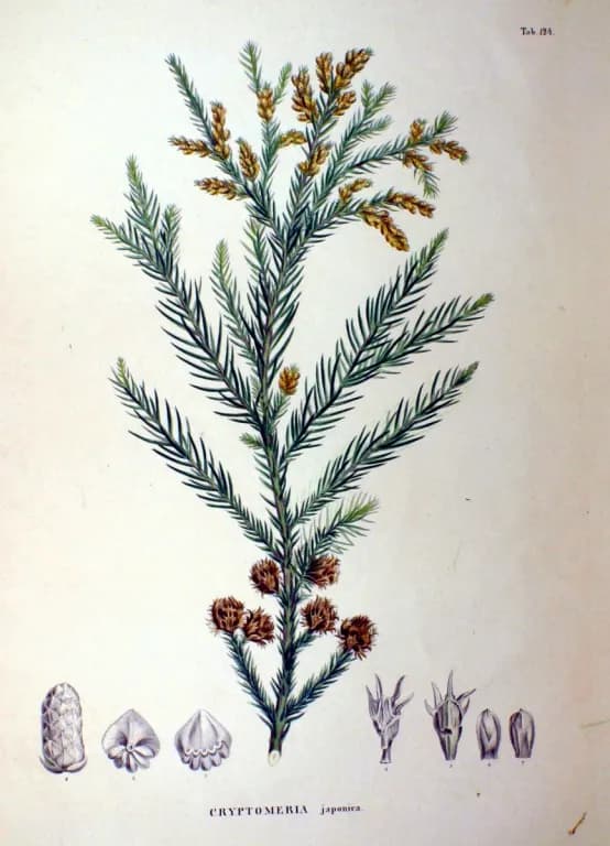 CRYPTOMERIA JAPONICA LEAF WATER 대표 사진