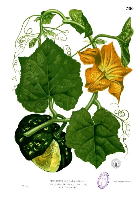 CUCURBITA MAXIMA FRUIT 대표 사진