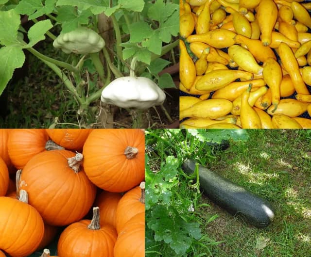 CUCURBITA PEPO PHYTOPLACENTA EXTRACT 대표 사진