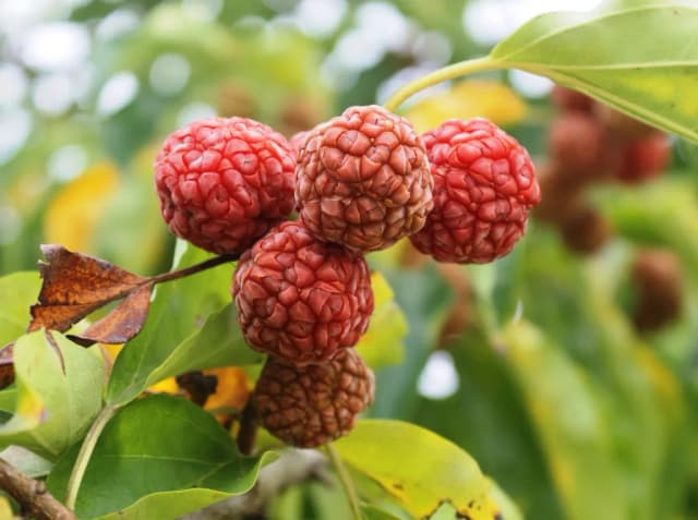CUDRANIA TRICUSPIDATA CALLUS CULTURE EXTRACT 대표 사진