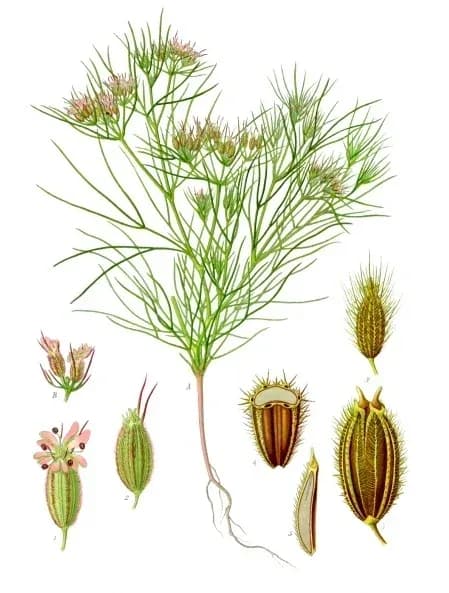 CUMINUM CYMINUM SEED OIL 대표 사진