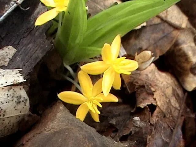 CURCULIGO ORCHIOIDES ROOT EXTRACT 대표 사진