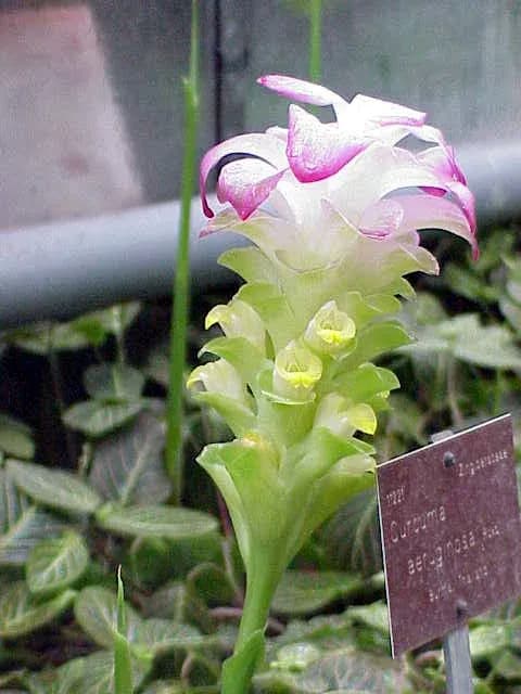 CURCUMA AERUGINOSA RHIZOME EXTRACT 대표 사진