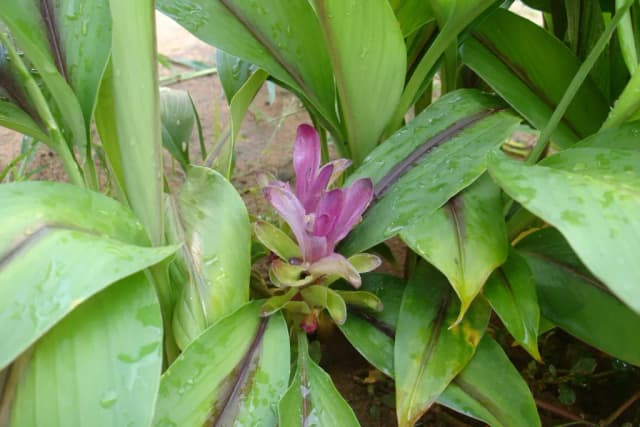 CURCUMA CAESIA ROOT EXTRACT 대표 사진