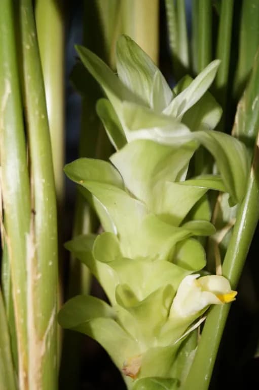 CURCUMA LONGA RHIZOME OIL 대표 사진