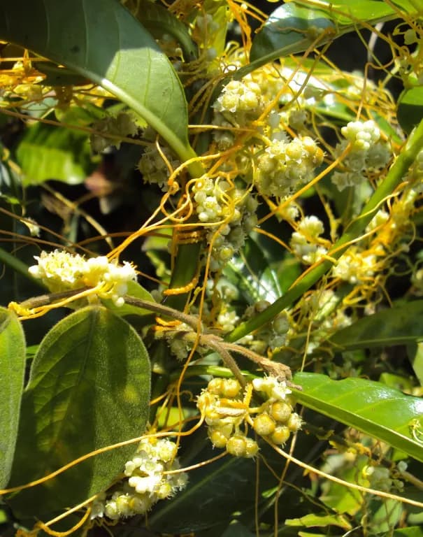 CUSCUTA CHINENSIS SEED EXTRACT 대표 사진