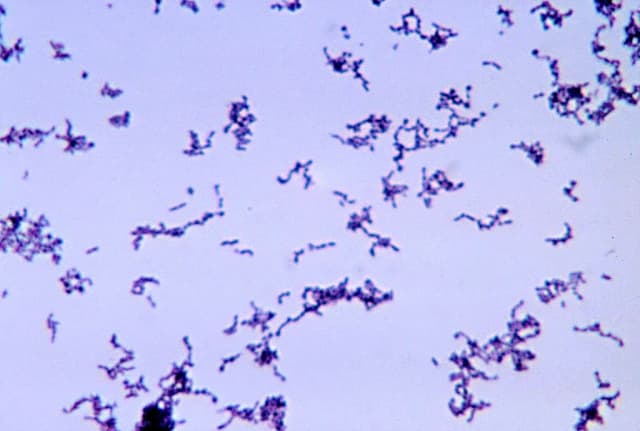 CUTIBACTERIUM ACNES EXTRACT 대표 사진