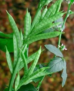 CYAMOPSIS TETRAGONOLOBA SEED OIL 대표 사진