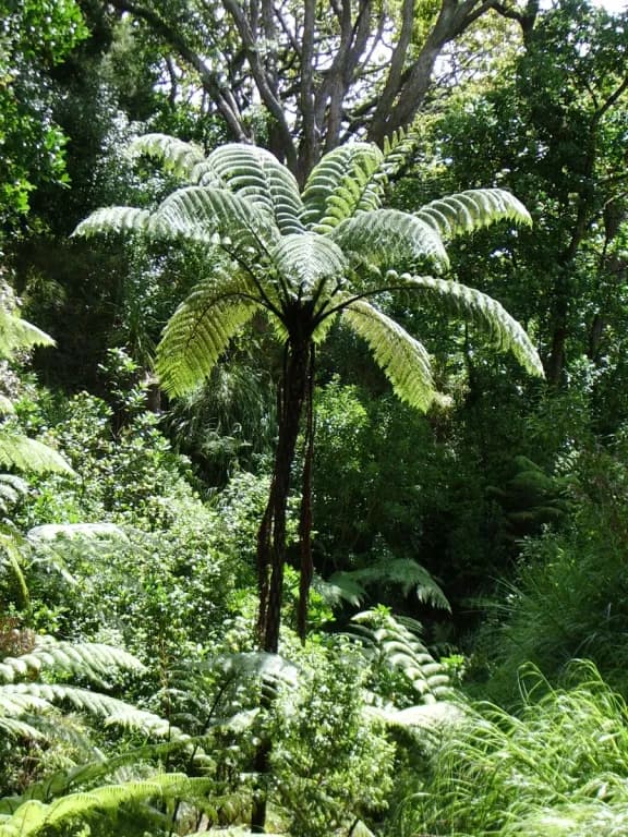 CYATHEA MEDULLARIS LEAF 대표 사진
