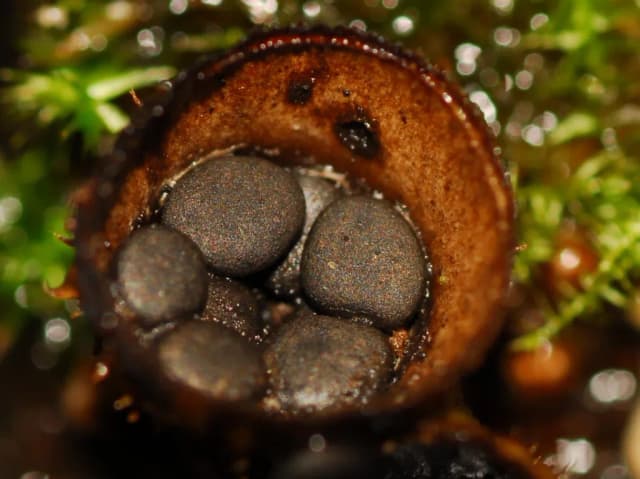 CYATHUS STERCOREUS MYCELIUM EXTRACT 대표 사진