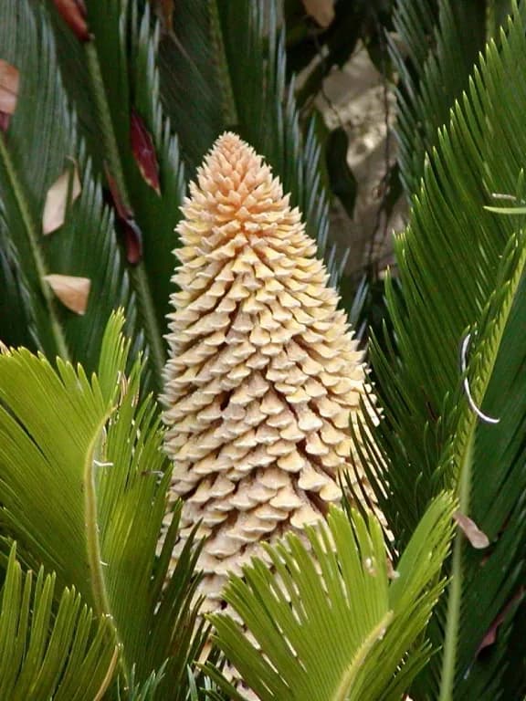 CYCAS REVOLUTA LEAF POWDER 대표 사진