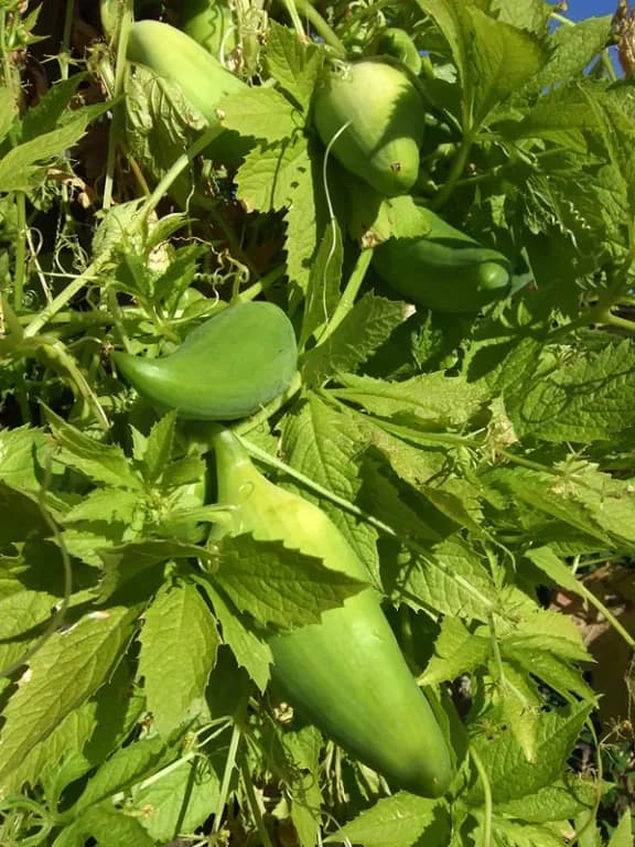 CYCLANTHERA PEDATA FRUIT EXTRACT 대표 사진