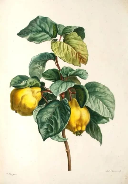 CYDONIA OBLONGA FRUIT WATER 대표 사진