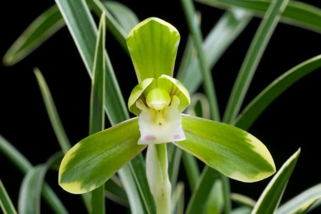 CYMBIDIUM GOERINGII EXTRACT 대표 사진