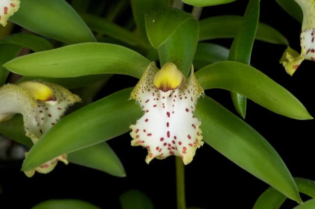 CYMBIDIUM GRANDIFLORUM ROOT EXTRACT 대표 사진