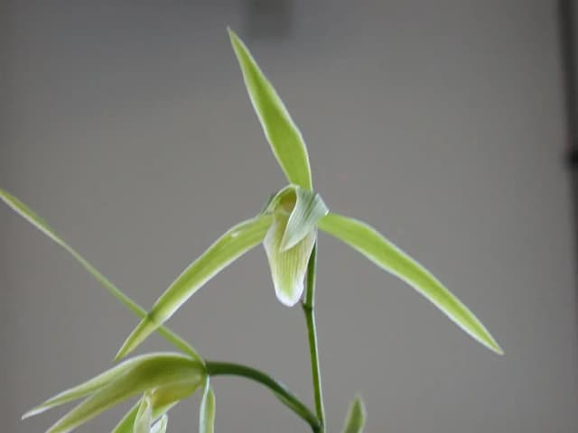 CYMBIDIUM KANRAN EXTRACT 대표 사진