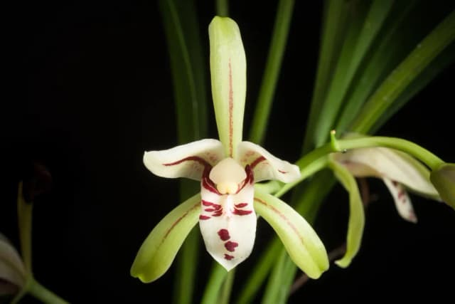 CYMBIDIUM LANCIFOLIUM EXTRACT 대표 사진