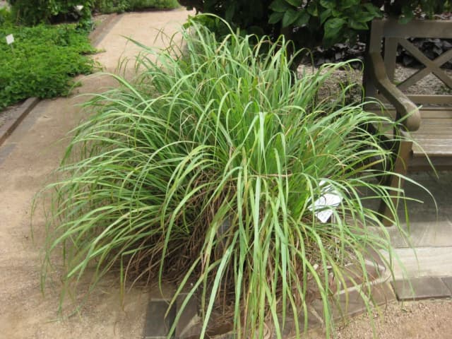 CYMBOPOGON CITRATUS LEAF/STEM OIL 대표 사진