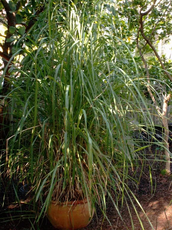 インドレモングラス葉／茎油 대표 사진