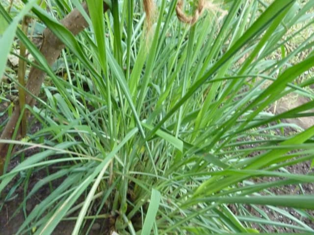 CYMBOPOGON NARDUS OIL 대표 사진