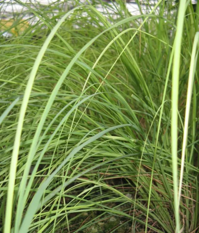 CYMBOPOGON SCHOENANTHUS LEAF WATER 대표 사진