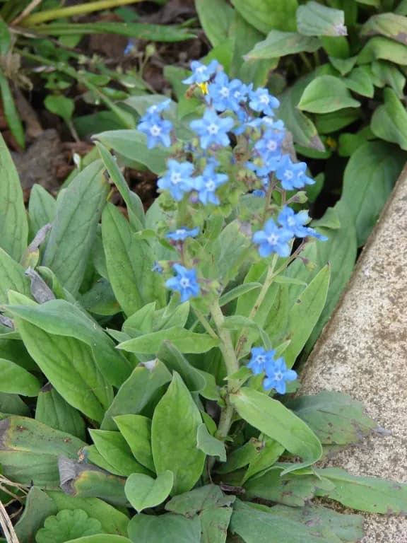 CYNOGLOSSUM AMABILE SEED POWDER 대표 사진