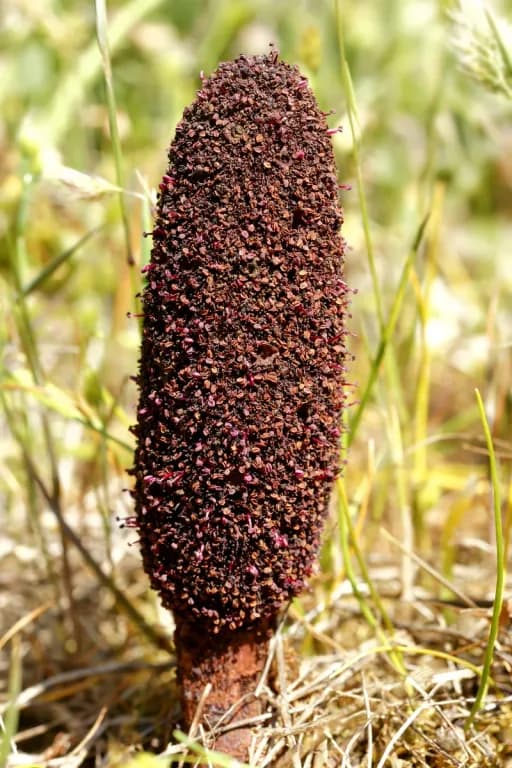 CYNOMORIUM COCCINEUM FLOWER/STEM EXTRACT 대표 사진