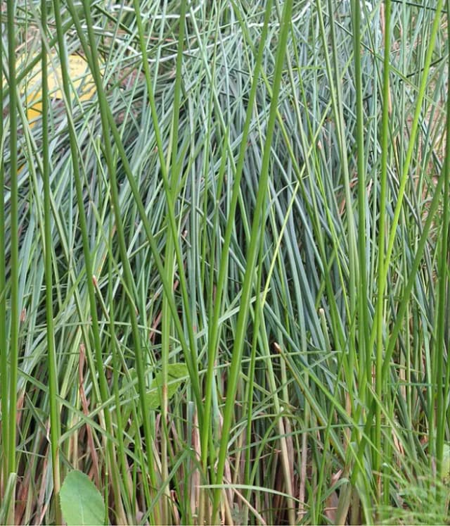 CYPERUS ARTICULATUS ROOT OIL 대표 사진