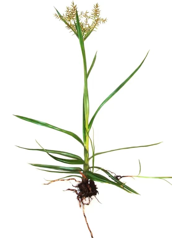 CYPERUS ESCULENTUS TUBER EXTRACT 대표 사진