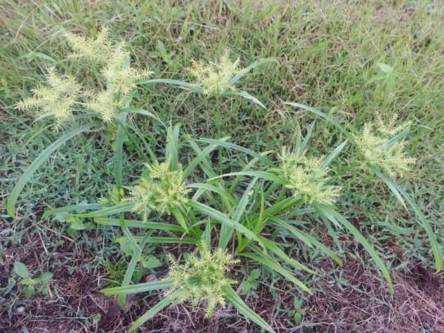 CYPERUS LUZULAE RHIZOME OIL 대표 사진