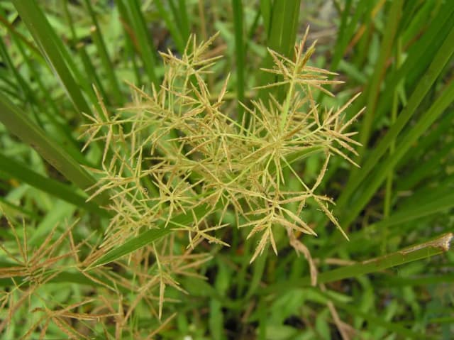 CYPERUS MALACCENSIS STEM EXTRACT 대표 사진
