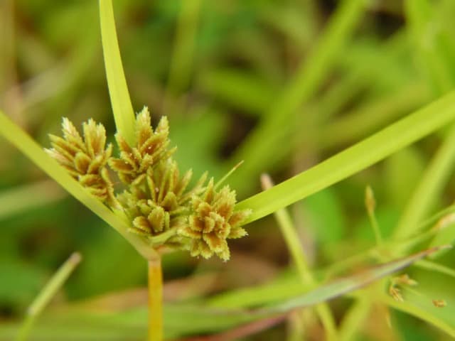 CYPERUS NIPPONICUS EXTRACT 대표 사진