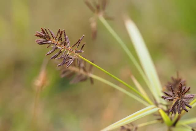 CYPERUS ORTHOSTACHYUS EXTRACT 대표 사진