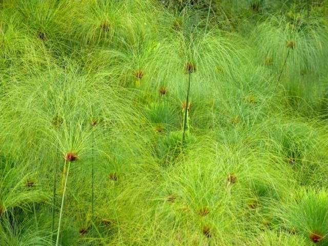 CYPERUS PAPYRUS LEAF CELL CULTURE EXTRACT 대표 사진