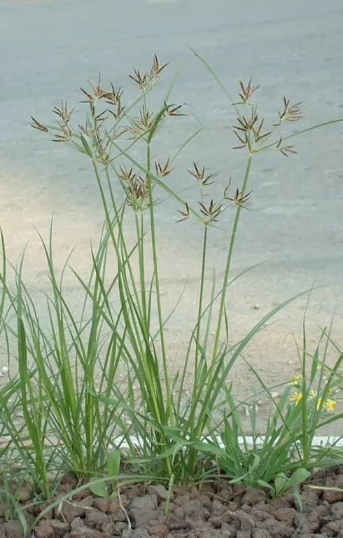 CYPERUS ROTUNDUS TUBER EXTRACT 대표 사진