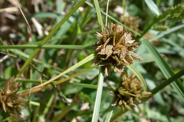CYPERUS SANGUINOLENTUS EXTRACT 대표 사진
