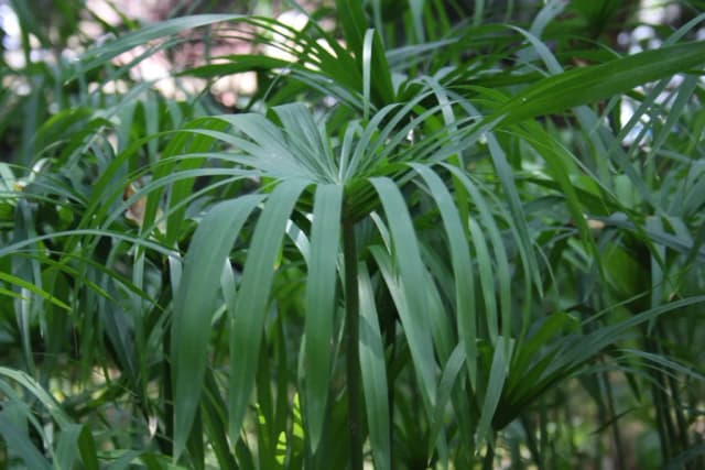 CYPERUS SCARIOSUS RHIZOME OIL 대표 사진
