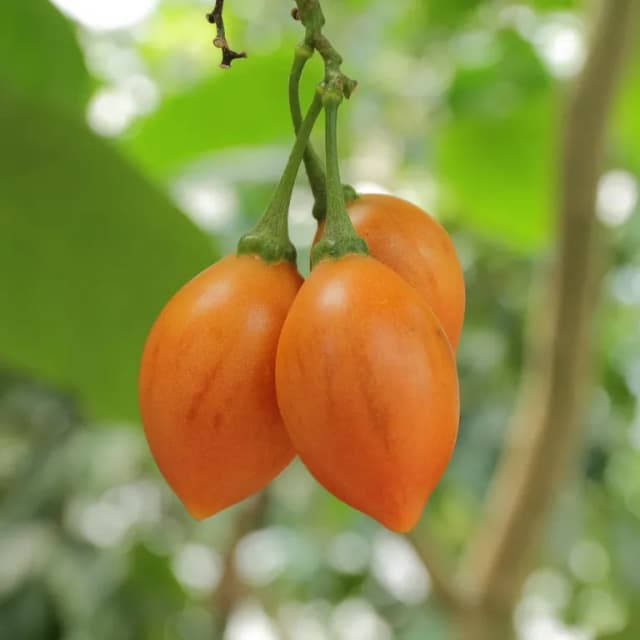 CYPHOMANDRA BETACEA FRUIT EXTRACT 대표 사진