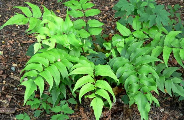 CYRTOMIUM FALCATUM LEAF/STEM OIL 대표 사진