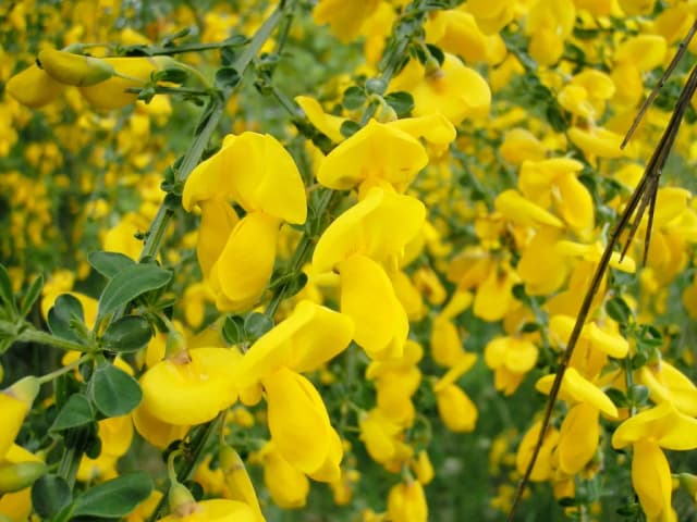 CYTISUS SCOPARIUS FLOWER WAX 대표 사진
