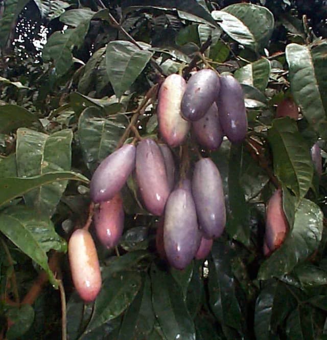 DACRYODES EDULIS PULP OIL 대표 사진