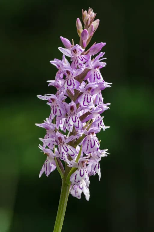 DACTYLORHIZA FUCHSII EXTRACT 대표 사진