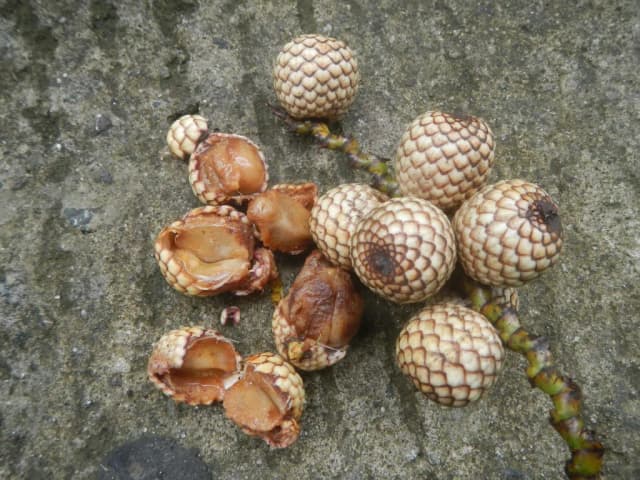 DAEMONOROPS DRACO RESIN EXTRACT 대표 사진